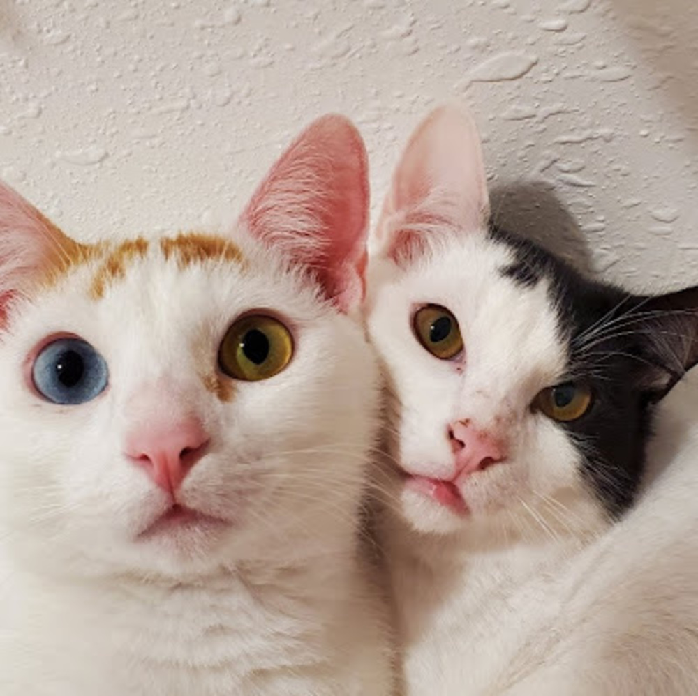 Meet your Posher, Gabriel